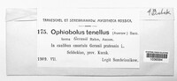 Ophiobolus tenellus image